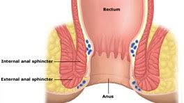 anatomia ano