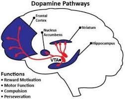 funzione della dopamina